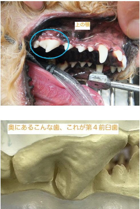 犬 鹿 の 角 歯 が 折れる