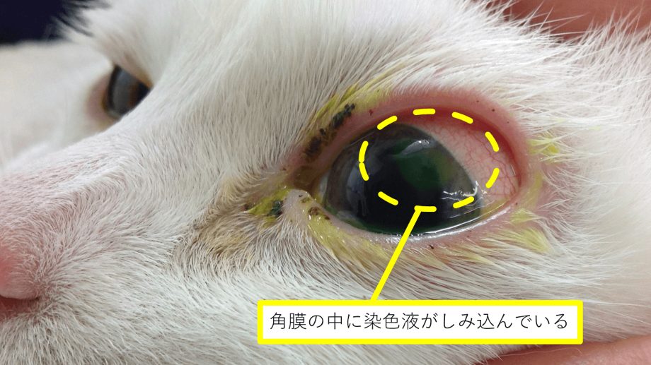 ネコちゃんの眼のキズが治らない 実はこんな病気だった 動物メディカルセンター 箕面市 高槻市 茨木市の動物病院